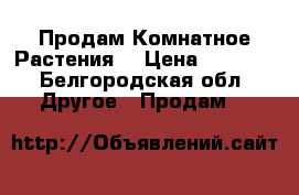 Продам Комнатное Растения  › Цена ­ 3 500 - Белгородская обл. Другое » Продам   